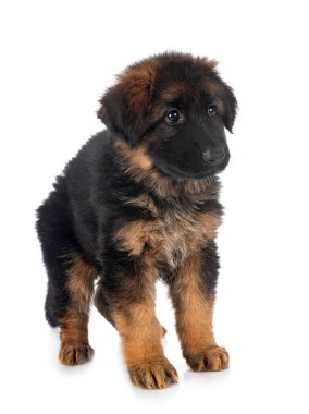 Beyaz arka planda köpek yavrusu Alman çoban köpeği.