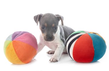 Beyaz arka planda köpek yavrusu Brezilya teriyeri