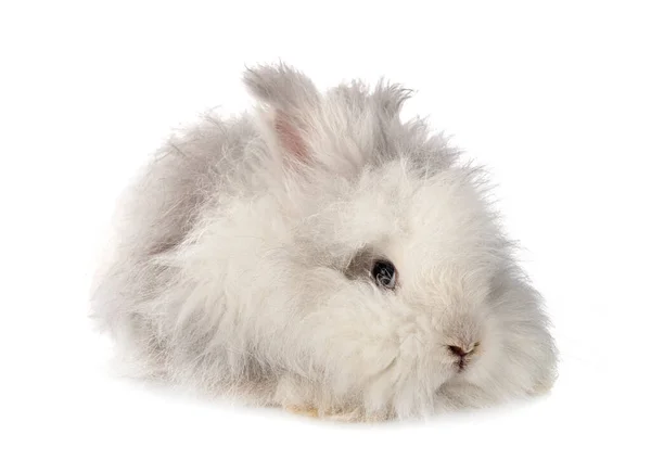 Inglês Angora Frente Fundo Branco — Fotografia de Stock