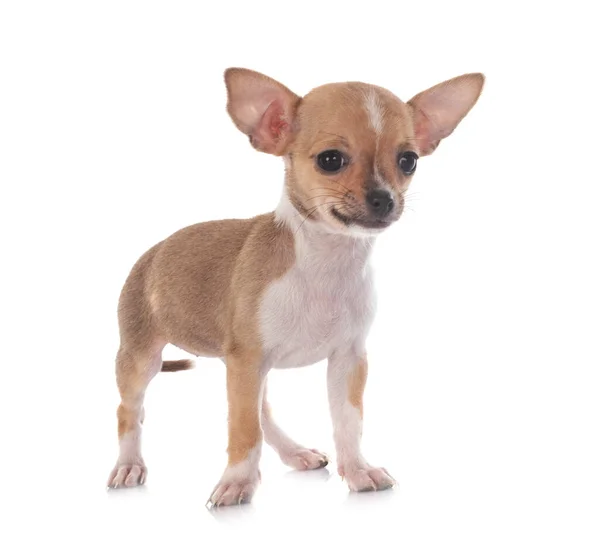 Pequeno Chihuahua Frente Fundo Branco — Fotografia de Stock