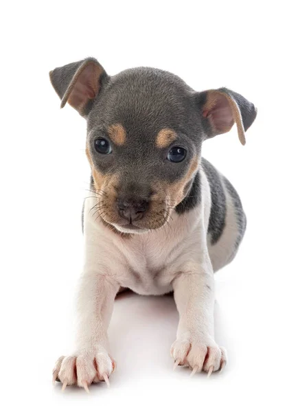 Beyaz Arka Planda Köpek Yavrusu Brezilya Teriyeri — Stok fotoğraf