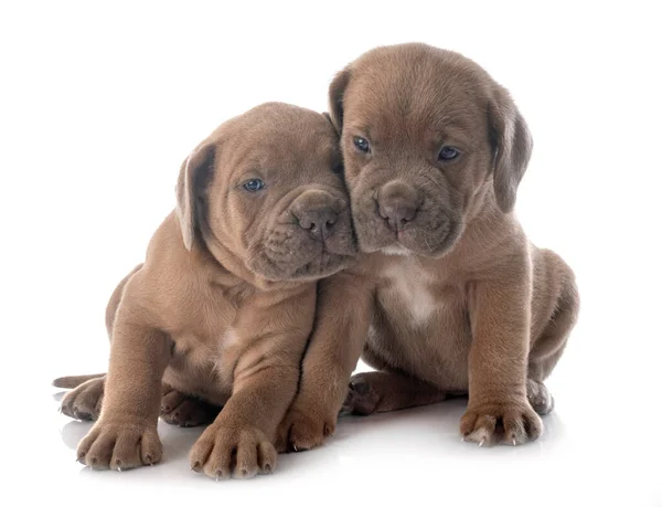 Köpek Yavruları Talyan Mastifi Beyaz Arka Planda — Stok fotoğraf