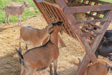 Çiftlikte saman yemek keçi