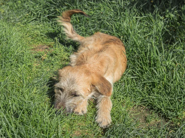 Cão de raça cruzada bonito jogando na grama — Fotografia de Stock