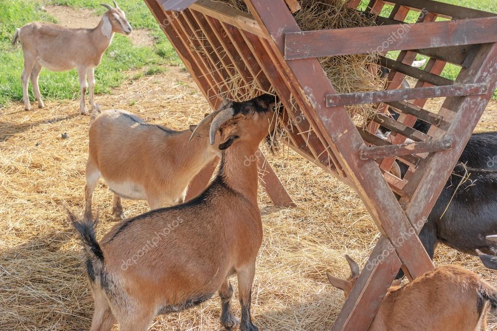 Ziegen fressen Heu auf dem Hof — Stockfoto © milinz 127160746