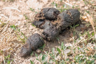 Köpek boku sinekler ile yere, seçici odak ile yüksek anahtar