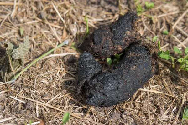 Hondenpoep op de grond met vliegen, selectieve aandacht — Stockfoto