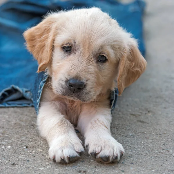 Golden retriever dog puppy in denim laying on the ground, selective focus — Stock Photo, Image