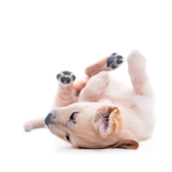 Golden Retriever cucciolo rotolando sul pavimento, sdraiato a testa in giù — Foto Stock