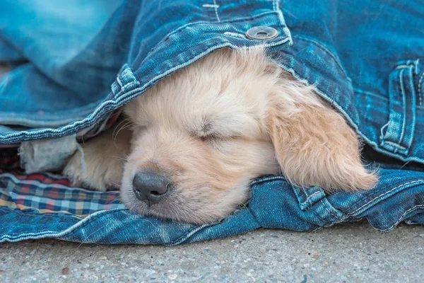 Золотий ретривер цуценя собаки в денімі спить на землі, вибірковий фокус — стокове фото