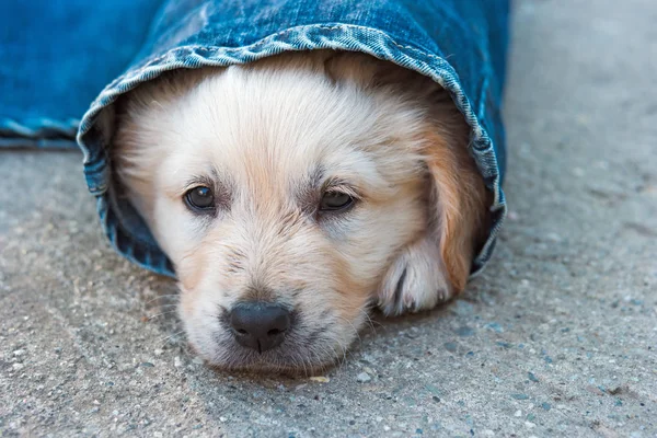 Золотий цуценя собаки-ретривера в денімі, що лежить на землі, вибірковий фокус — стокове фото