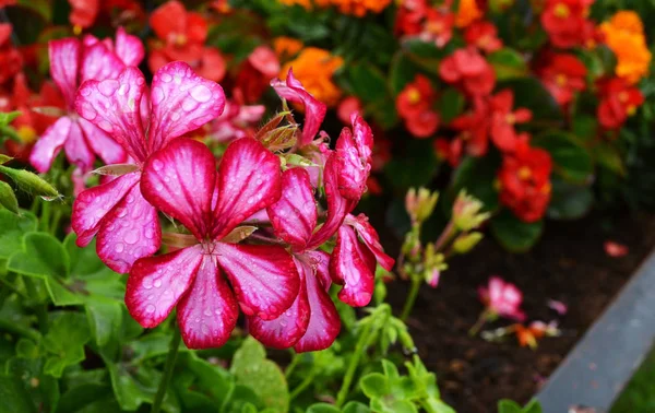 Rosa våta blommor — Stockfoto