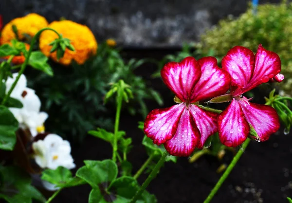 Mokré růžové květy — Stock fotografie