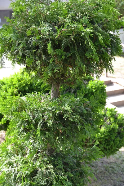 Thuja Branches Green Park — Stock Photo, Image
