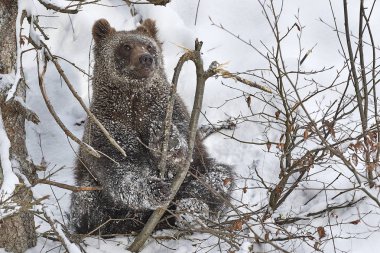 Junger Braunbaer im Schnee