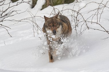 Kurt im schnee