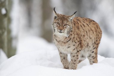 Ein Luchs im Schnee