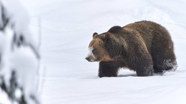Avrupalı Braunbaer im Schnee