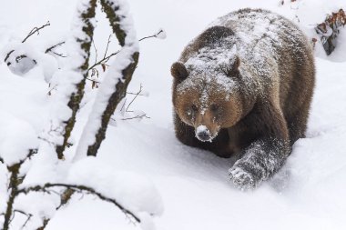 Avrupalı Braunbaer im Schnee