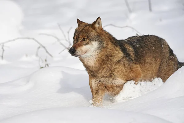 Wolf im Schnee — Fotografie, imagine de stoc