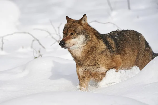 Schnee im λύκος — Φωτογραφία Αρχείου