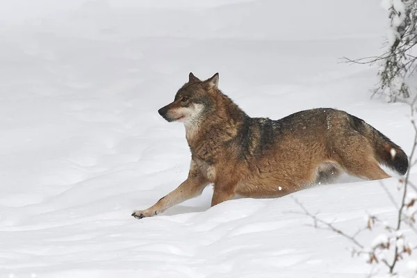 Lobo im schnee —  Fotos de Stock