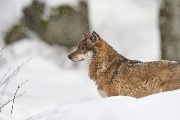 Wolf im Schnee — стокове фото