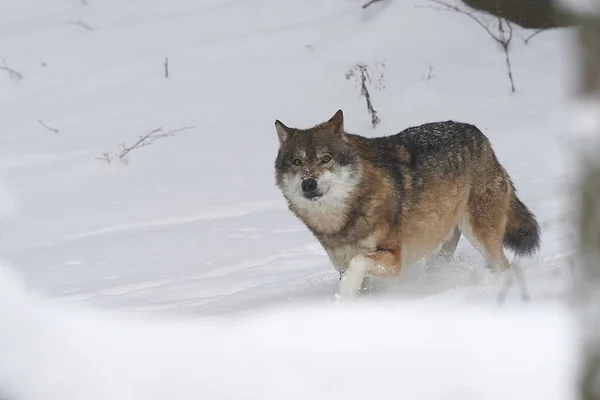 Wilk im schnee — Zdjęcie stockowe