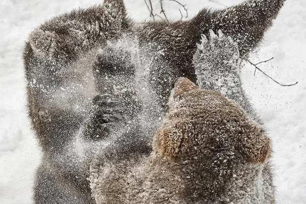 Junge Braunbaeren im Schnee —  Fotos de Stock