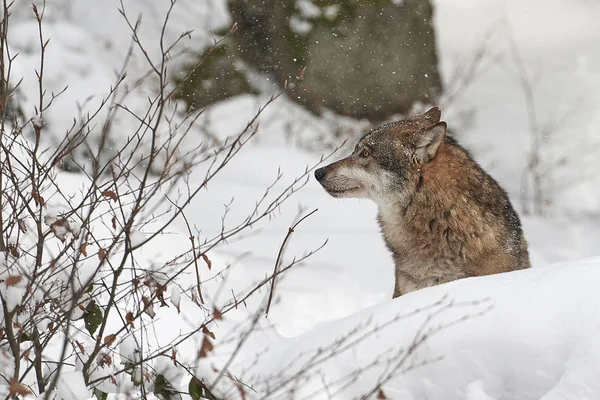 Lobo im schnee — Fotografia de Stock