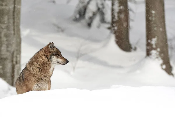 Vlk im schnee — Stock fotografie