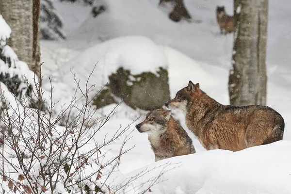 Wolf im Schnee — Stockfoto