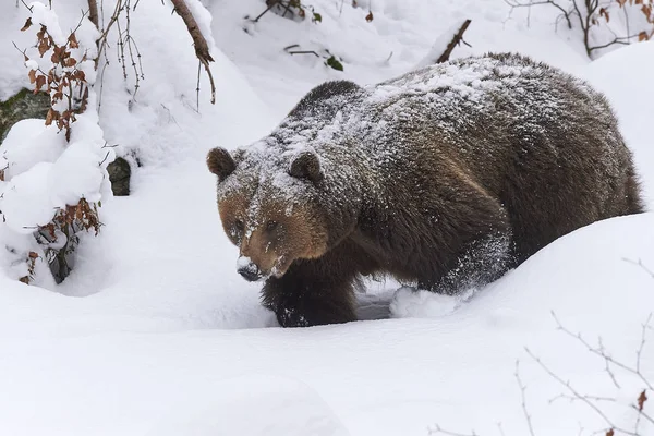 Europaeischer Braunbaer im Schnee — Stockfoto