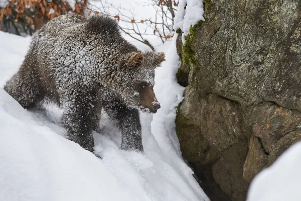 Junger Braunbaer im Schnee — 스톡 사진