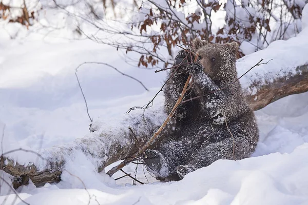 Junger Braunbaer im Schnee — стокове фото