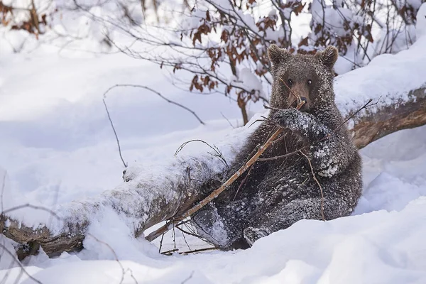 Junger Braunbaer im Schnee — ストック写真