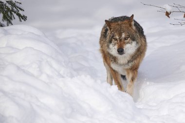 Kurt im schnee