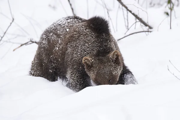 Junger Braunbaer im Schnee — Stock Photo, Image