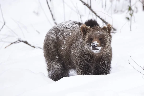 Junger Braunbaer im Schnee — ストック写真