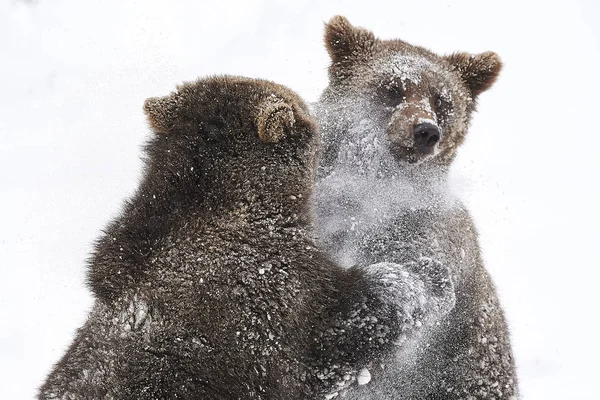 Junge Braunbaeren im Schnee — Foto Stock