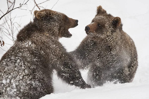 Junge Braunbaeren im Schnee — Foto Stock