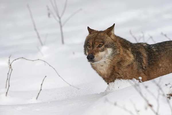 Lobo im schnee — Fotografia de Stock
