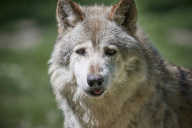 Portait eines Wolfes