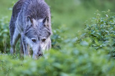 Ein Wolf auf der Wiese
