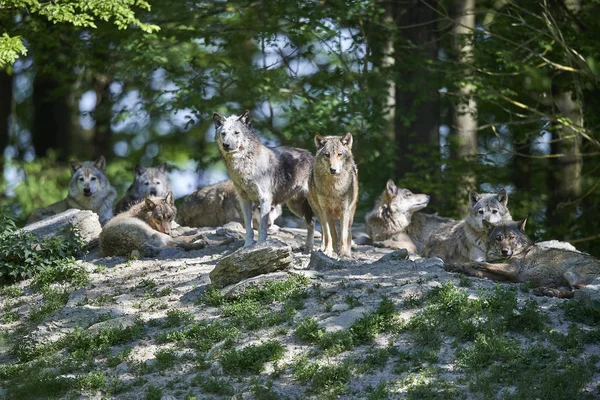 Wolfsrudel in der Sonne — Stock fotografie