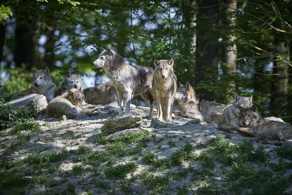 Wolfsrudel in der Sonne 