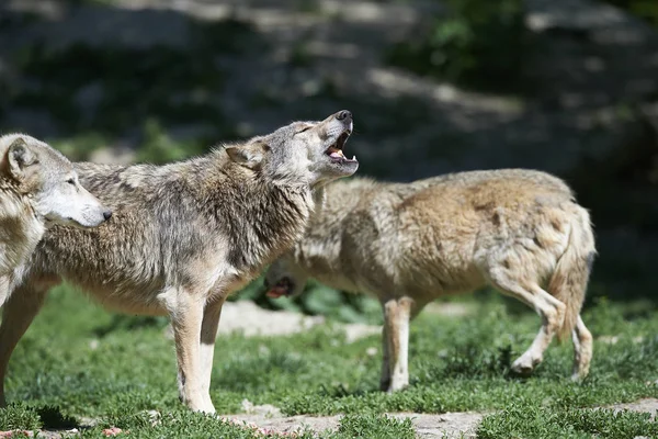 Ein heulender Wolf — Fotografia de Stock