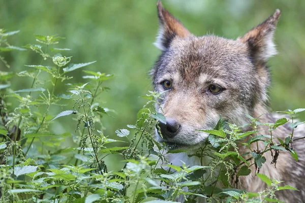 Ein Wolf und Brennesseln — Stock fotografie