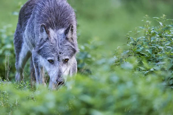 Ein Wolf auf der Wiese — Fotografia de Stock