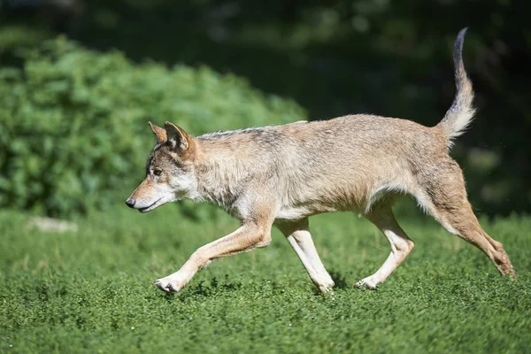 Ein laufender Wolf auf der Wiese — Foto Stock
